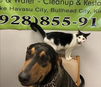 Cooper(Dog)/Bow Tie(Cat), team member at SERVPRO of Lake Havasu City / Bullhead City / Kingman