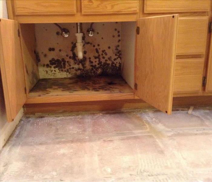 Bathroom vanity with the vanity doors open.  The drywall is visible at the back of the vanity with visible mold growth